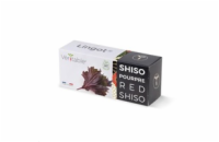 Véritable Lingot Fialový shiso - BIO