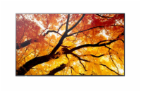 SHARP/NEC LCD 55" MultiSync M552, IPS, 3840x2160, 550nit, 8000:1, 8ms, 24/7, DP, HDMI, LAN, USB, Mediaplayer